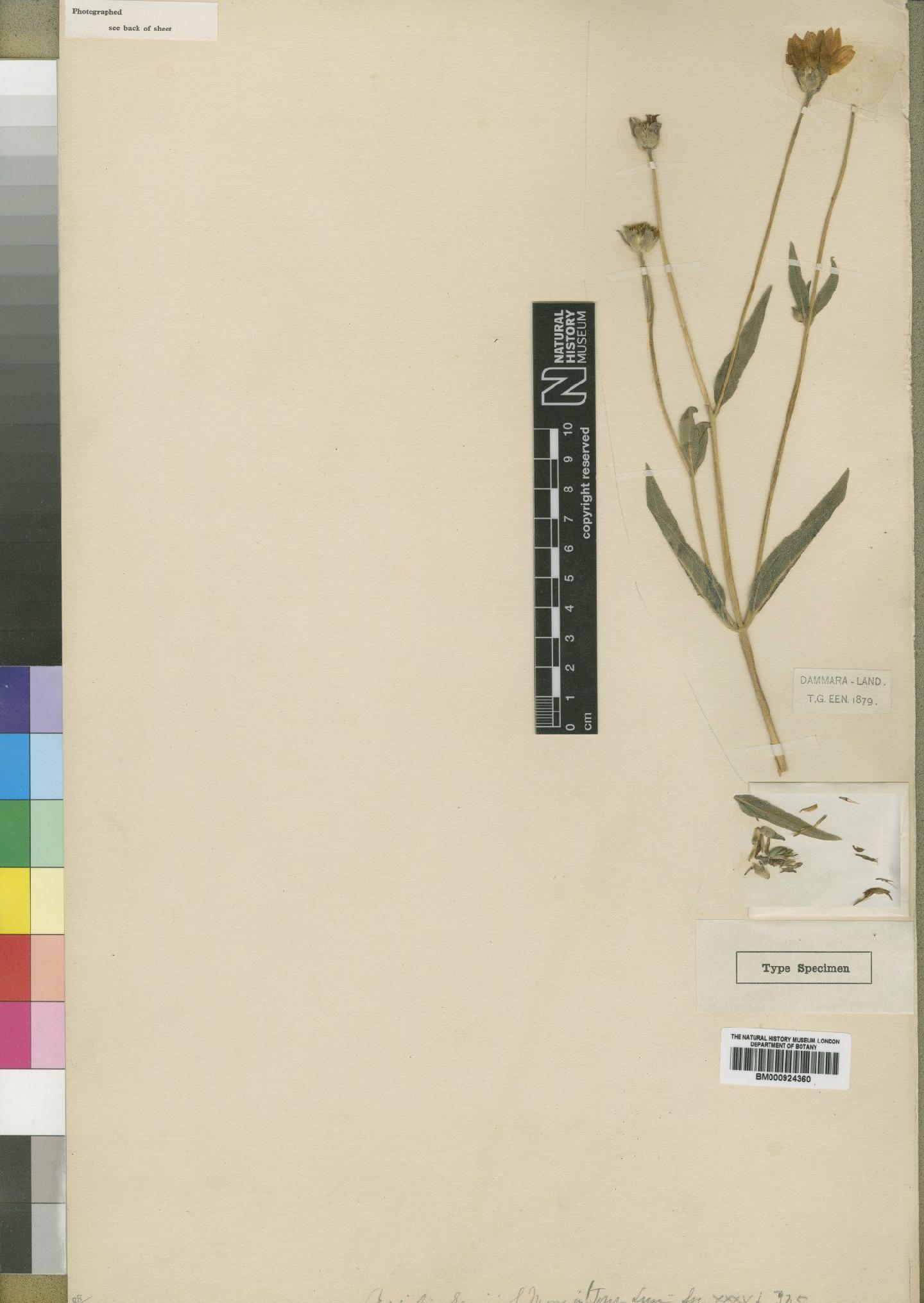 To NHMUK collection (Aspilia eenii Moore; Type; NHMUK:ecatalogue:4529388)