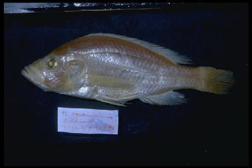 Haplochromis squamipinnis Regan, 1921 - Haplochromis squamipinnis; 1914.4.8.32