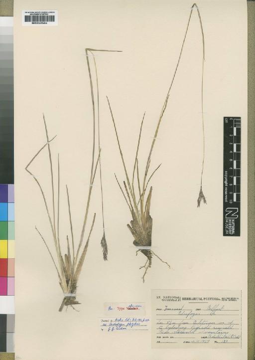 Andropogon platybasis Anderson - BM000923484