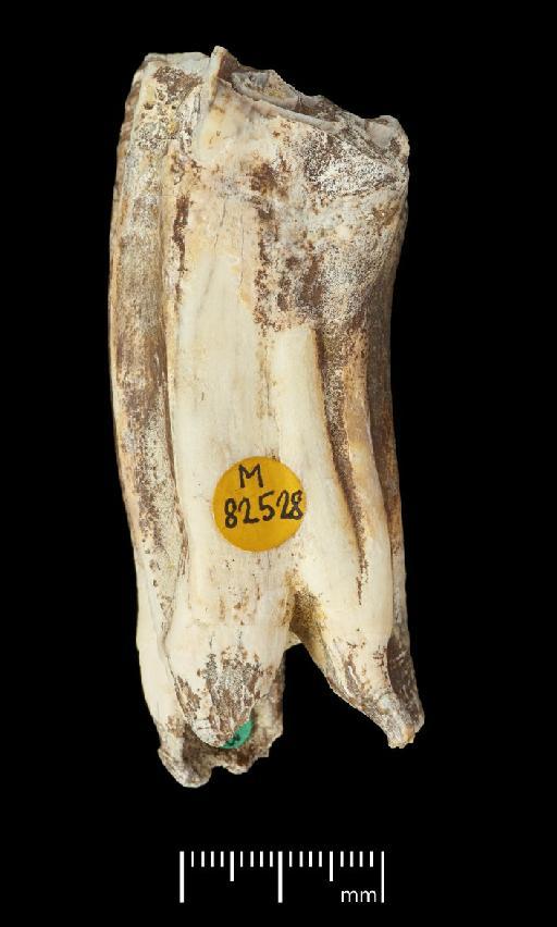 Equus ferus mosbachensis - M82528_1 Equus ferus Boxgrove Cheek tooth