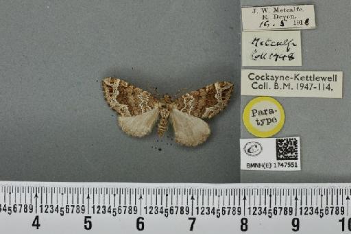 Lampropteryx otregiata (Metcalfe, 1917) - BMNHE_1747551_334434