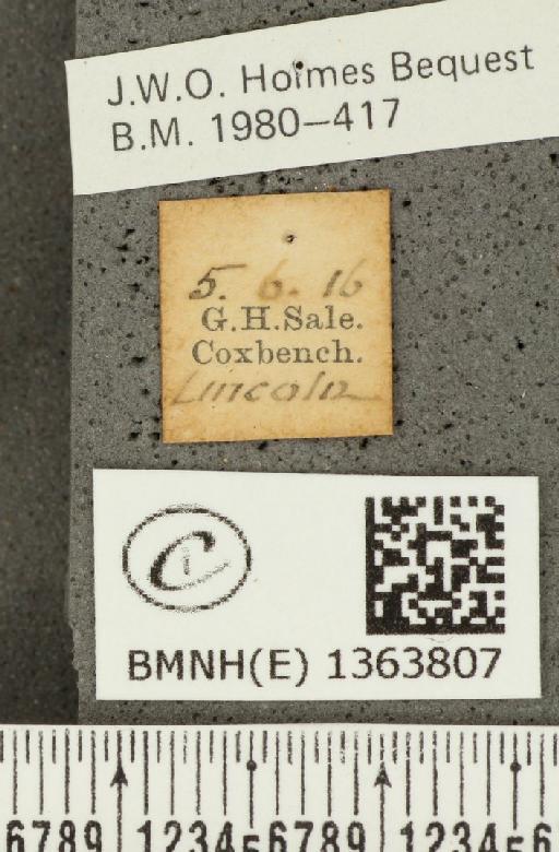 Carterocephalus palaemon (Pallas, 1771) - BMNHE_1363807_label_175959