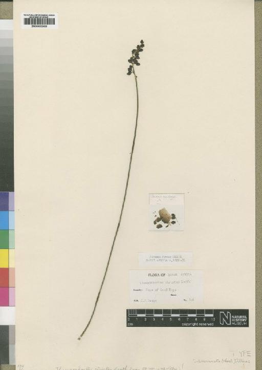 Cannomois parviflora (Thunb.) Pillans - BM000922426