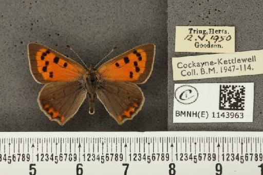 Lycaena phlaeas eleus ab. partimauroradiata Leeds, 1938 - BMNHE_1143963_108945