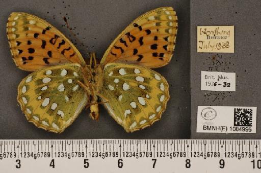 Argynnis aglaja (Linnaeus, 1758) - BMNHE_1084996_53950