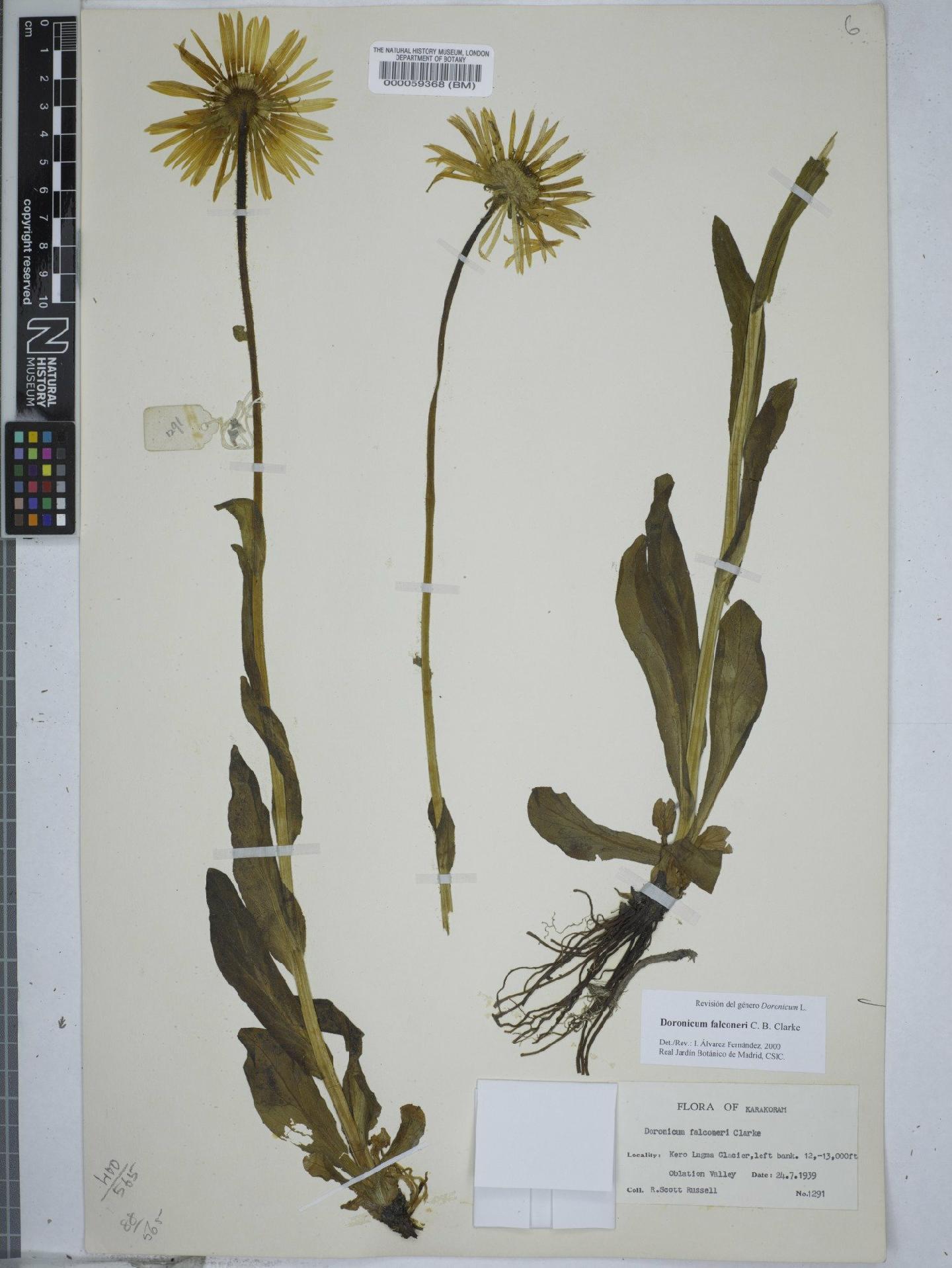To NHMUK collection (Doronicum falconeri C.B.Clarke; NHMUK:ecatalogue:9149213)