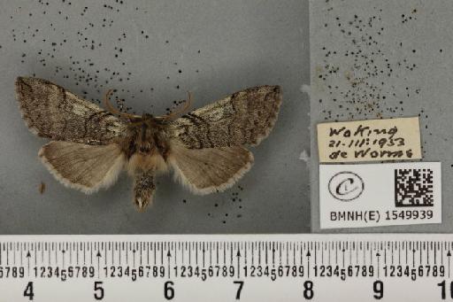 Achlya flavicornis galbanus Tutt, 1891 - BMNHE_1549939_239660