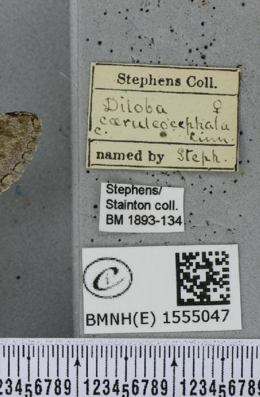 Diloba caeruleocephala (Linnaeus, 1758) - BMNHE_1555047_label_259331