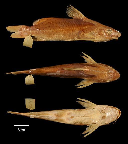 Synodontis victoriae Boulenger, 1906 - 1906.5.30.191; Synodontis victoriae; type; ACSI Project image