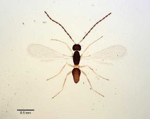 Stephanodes elegans Enock, 1909 - Stephanodes elegans Enock, 1909 #1414690 PLT dorsal