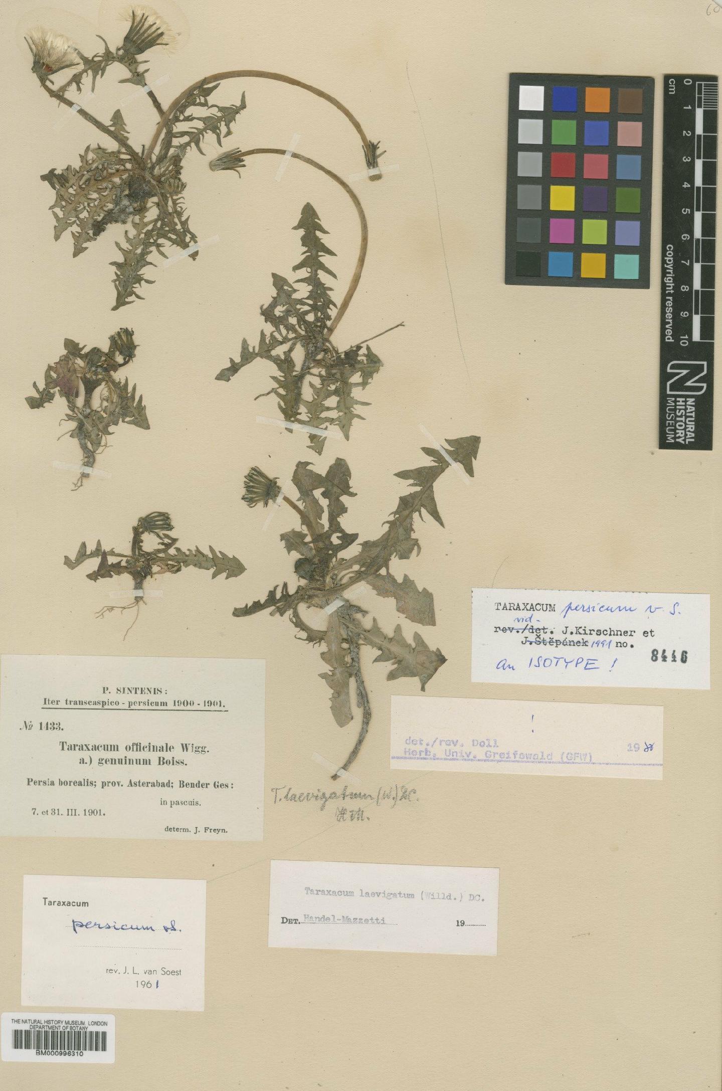To NHMUK collection (Taraxacum persicum Soest; Type; NHMUK:ecatalogue:481756)