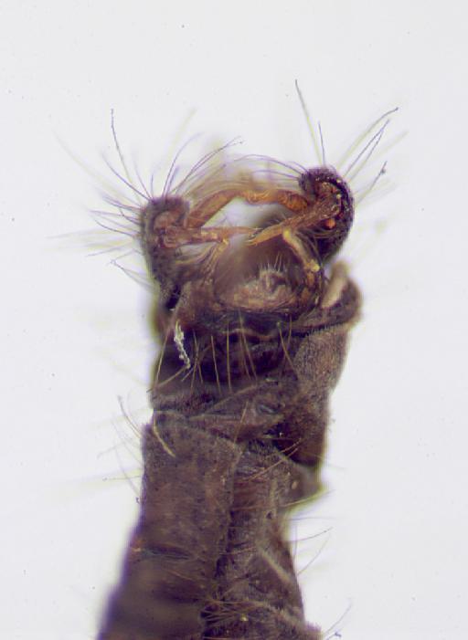 Baeoura nigrolatera (Alexander) - 010863723-Baeoura_nigrolatera-HOLOTYPE-ventral_genitalia3-80_0x