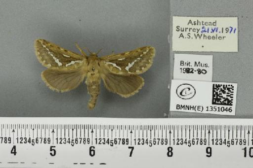 Korscheltellus lupulina (Linnaeus, 1758) - BMNHE_1351046_186307