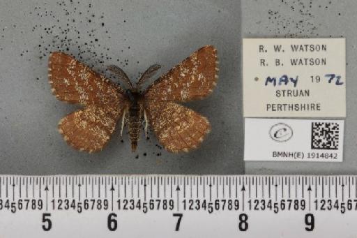 Ematurga atomaria (Linnaeus, 1758) - BMNHE_1914842_487155