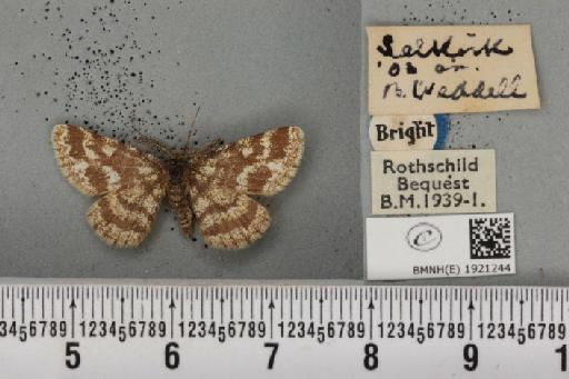 Ematurga atomaria ab. pseudoclathrata Heydemann, 1930 - BMNHE_1921244_486688