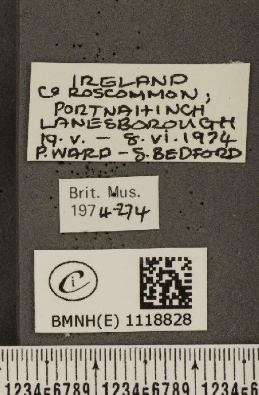 Leptidea sinapis juvernica Williams, 1946 - BMNHE_1118828_label_74033