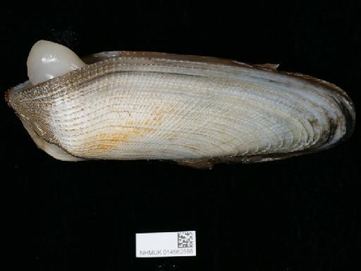Pholas dactylus subterclass Euheterodonta Linnaeus, 1758 - 014562556_2