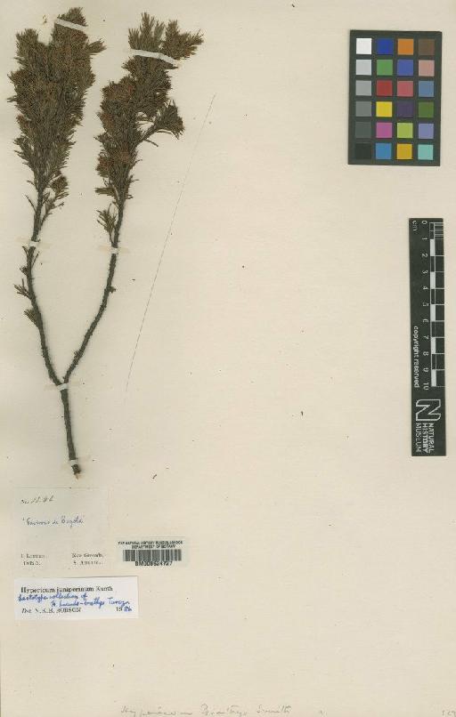 Hypericum juniperinum Kunth - BM000624727