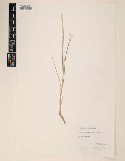 Elymus macrourus (Turcz.) Tzvelev - 000064270
