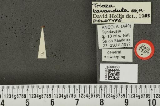 Trioza tundavalae Hollis, 1984 - BMNHE_1268053_7384