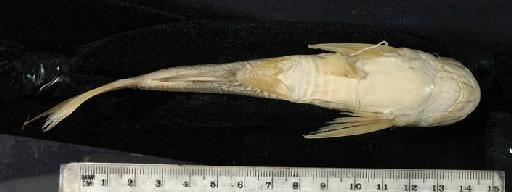 Auchenopterus guppyi (Regan, 1906) - 1906.6.23.49-50b; Pseudauchenipterus guppyi; ventral view; ACSI Project image