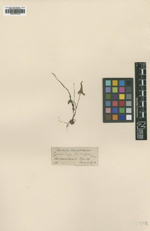 Typhonium bulbiferum Dalzell - BM000958529