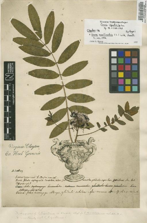 Cassia ligustrina L. - BM000038180