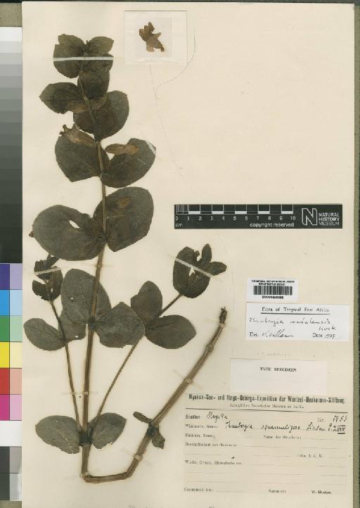 Thunbergia natalensis Hook. - BM000838386