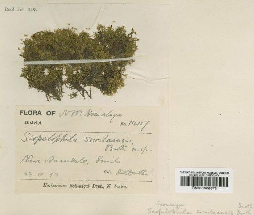 Scopelophila ligulata (Spruce) Spruce - BM001006876