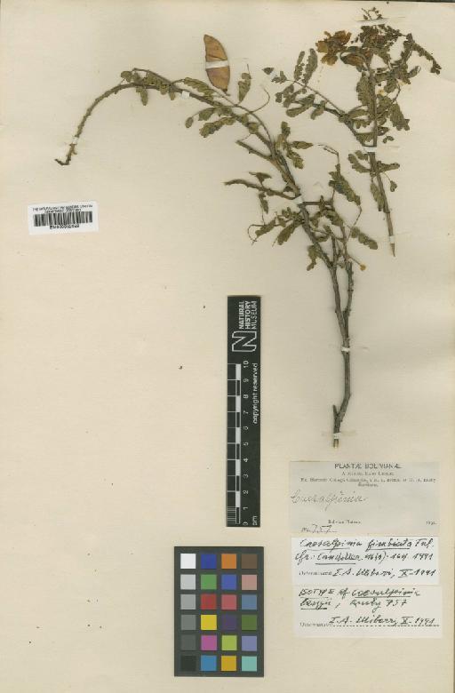 Caesalpinia fimbricata Tul - BM000952029