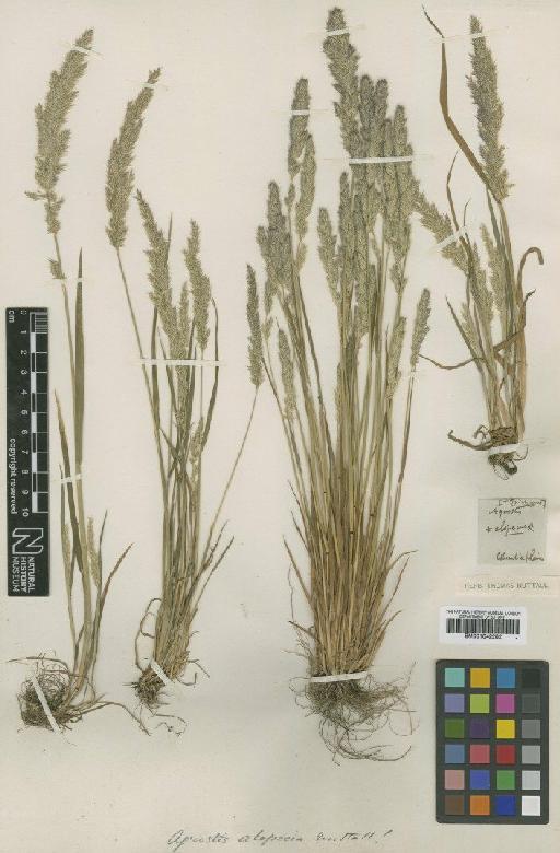 Agrostis longiligula Hitchc. - BM001042282