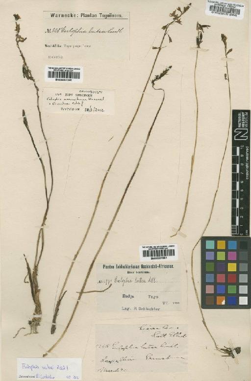 Eulophia milnei Rchb.f. - BM000901394
