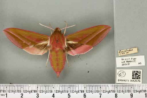 Deilephila elpenor (Linnaeus, 1758) - BMNHE_1642576_241143
