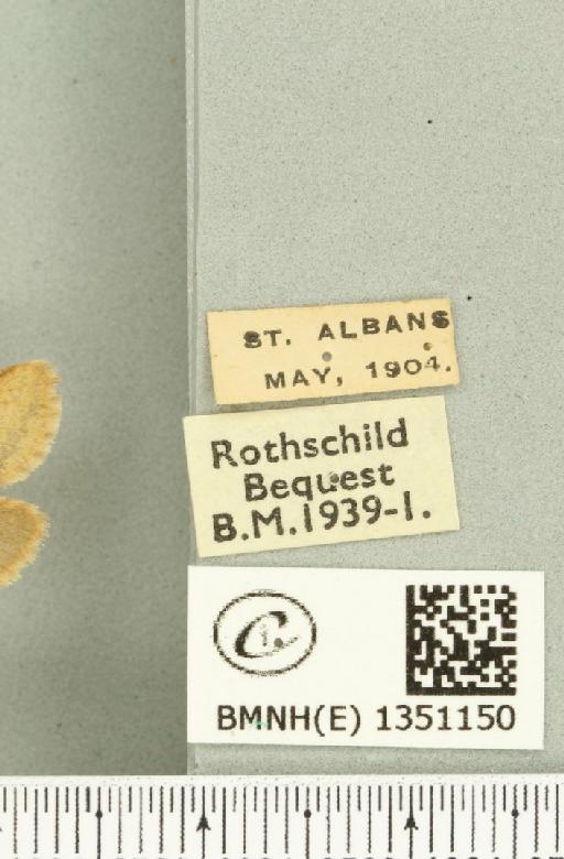 Korscheltellus lupulina ab. dacicus Caradja, 1893 - BMNHE_1351150_label_186263