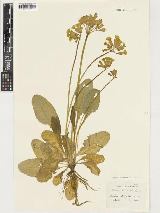 Primula veris L. - BM001037458