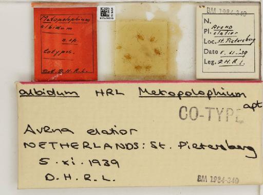 Metopolophium albidum Hille Ris Lambers, 1947 - 015439819_112694_1094989_157698_Type