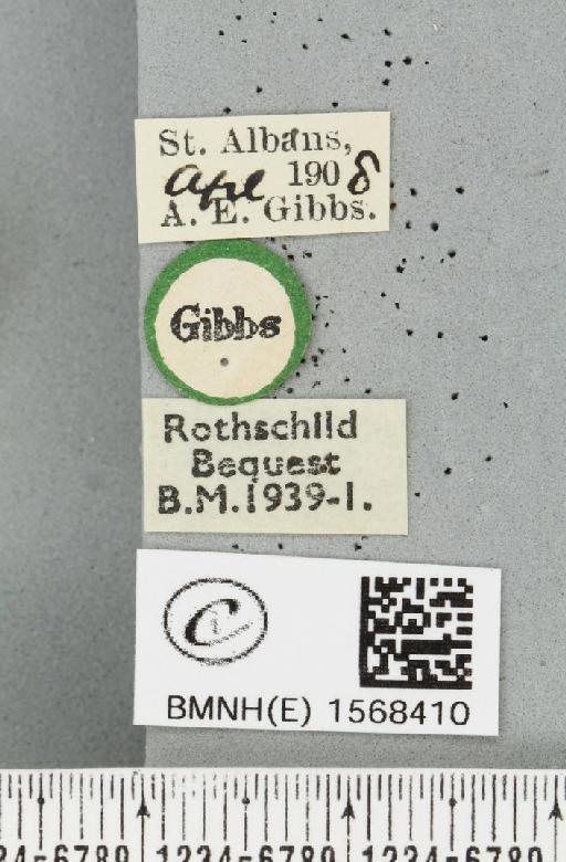 Alsophila aescularia (Denis & Schiffermüller, 1775) - BMNHE_1568410_label_278381