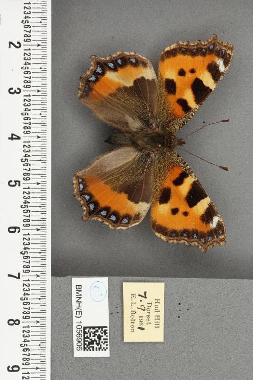 Aglais urticae ab. adumbrata Raynor, 1909 - BMNHE_1056906_46517