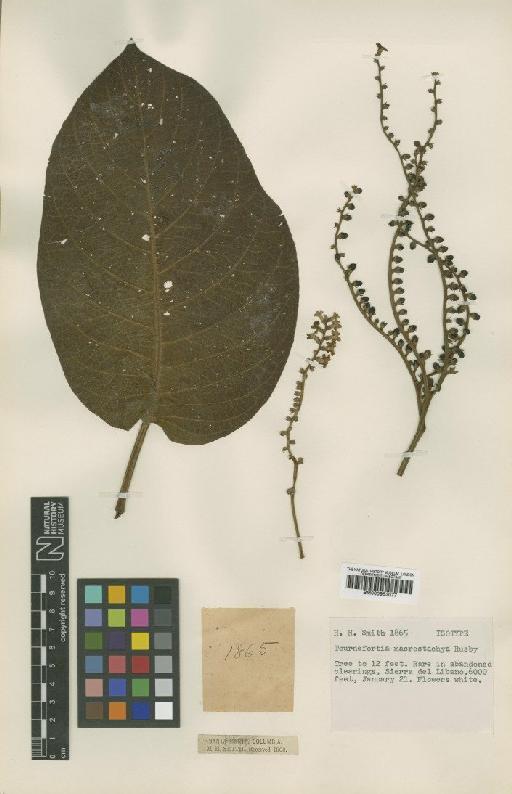Tournefortia macrostachya Rusby - BM000953077