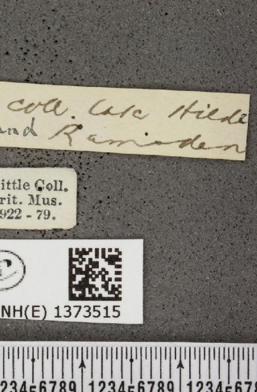 Cyaniris semiargus semiargus (Rottemburg, 1775) - BMNHE_1373515_label_167527