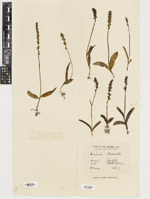 Herminium monorchis (L.) R.Br. - BM001080615