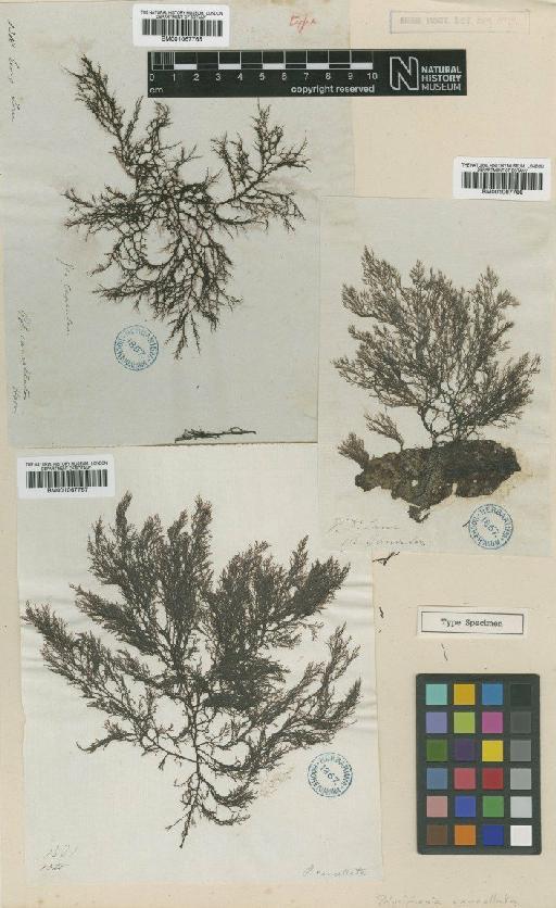 Polysiphonia decipiens Mont. - BM001067766