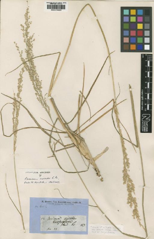 Whiteochloa airoides (R.Br.) Lazarides - BM000795669