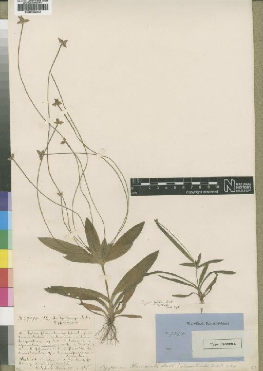 Cyperus fertilis Boeckeler - BM000922448