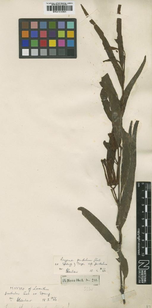 Amyema pendula subsp. pendula (Spreng.) Tiegh. - BM001015694