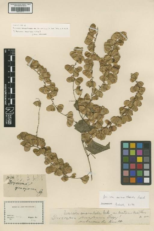 Dioscorea decorticans C.Presl - BM001191157