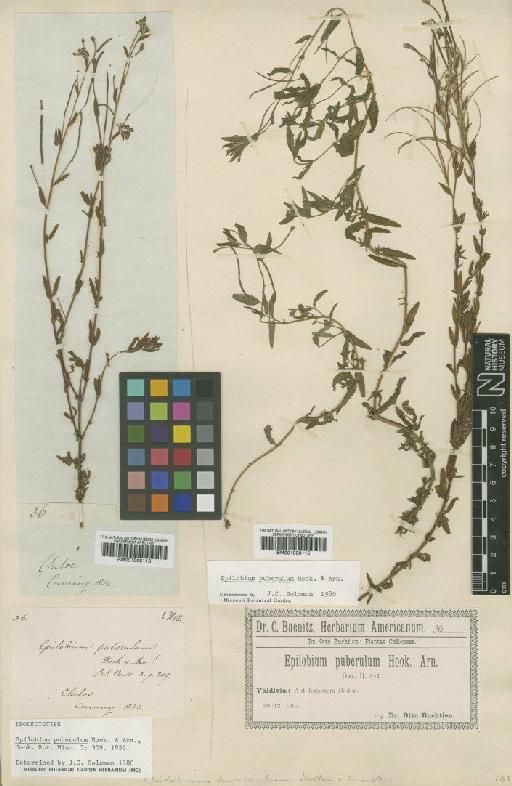 Epilobium puberulum Hook. & Arn. - BM001008116