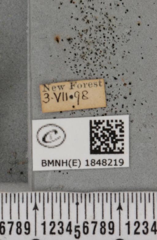Macaria alternata (Denis & Schiffermüller, 1775) - BMNHE_1848219_label_420766