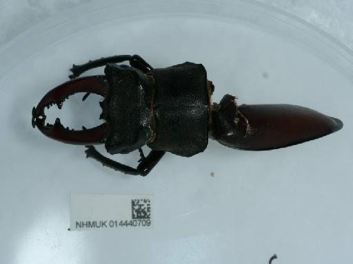 Lucanus cervus (Linnaeus, 1758) - 014440709_5