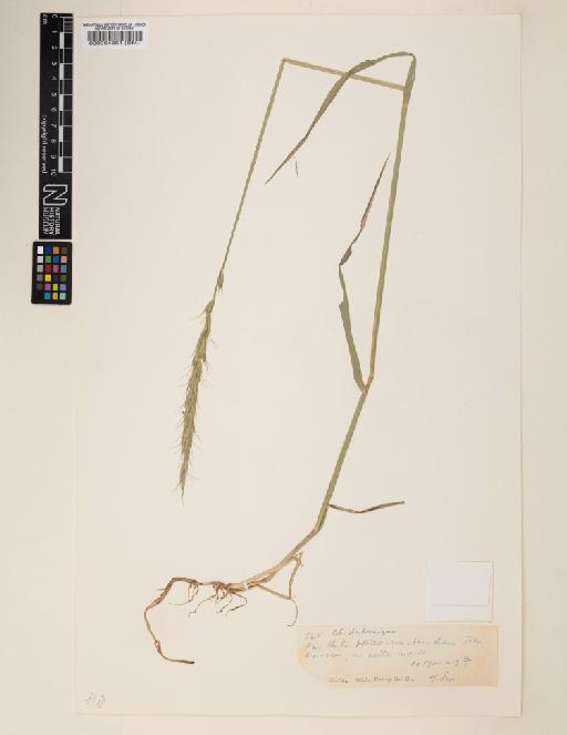 Elymus dahuricus Turcz. ex Griseb. - 000064361